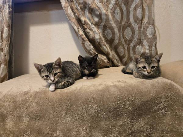 Maine coon kittenS 1
