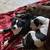 Pitbull puppy’s     Miss Luna & Maximus 4 thumbnail