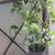 Hanging green plant. 2 thumbnail