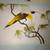 Lesser Bird of Paradise Lithograph - Vintage 2 thumbnail