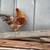 Americana Roosters 1 thumbnail