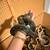 rare boa constrictor for rehoming 2 thumbnail