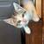 Sweet kittens 1 thumbnail