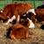 Herefords 1 thumbnail