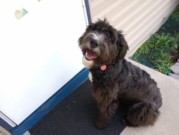 Bouvier/Old English Sheepdog (Rapid city)63908671802370121