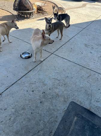 Selling huskey mix breed dogs for $75 (Palmdale)63829967201539122