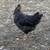 Laying Hens 2 thumbnail