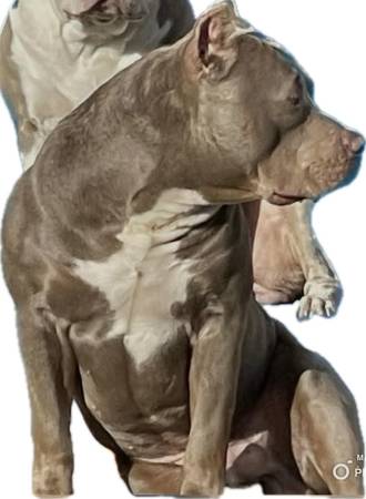 Bully macho UKC Xl (LAKEWOOD)63697527241985121
