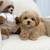 Maltipoo MiniatureDOGs 2 thumbnail