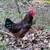 4 Americauna Roos & 2 Rhode Island Red 7 thumbnail
