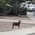 Dog without owners seen at Laura avenue and Thompson avenue in Mountain View 1 thumbnail