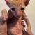 Cornish Rex Kittens 23 thumbnail