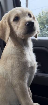 Labradoodle Pup (Everett)63853558483203120