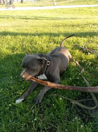 *****Blue nose American Pitbull - cachorro de 2 años (Venice)63867198095491121
