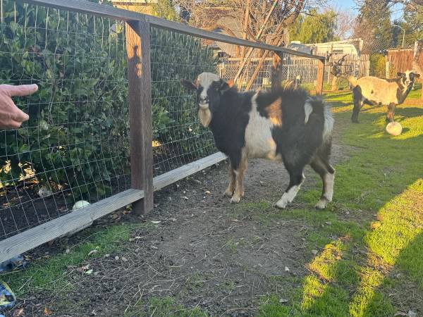 Beautiful 9 month old buckling goats SOLD! 1