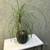 A lovely ponytail palm tree in a pretty glazed pot 1 thumbnail