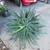 Octopus Agave 3+ft tall 4 thumbnail