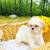 Purebred shi tzu teddy bears females 7 thumbnail