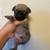 Fawn male pug puppy 5 thumbnail