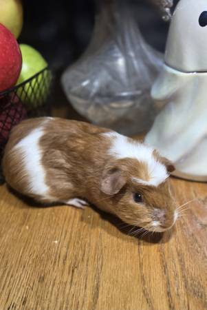 Guinea pigs free, and babies (Cambridge)63906251567491123