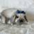 Holland Lop bunny rabbit 13 thumbnail
