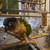 Yellowsided Greencheek Conure & Like New Cage---Talks 16 thumbnail