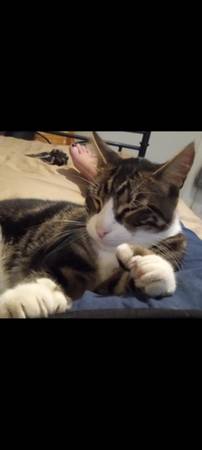 Manx/ Polydactyl 1 1/2 años macho (Gilroy)63659166775681121