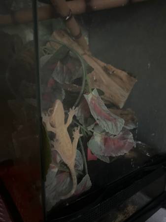 Rehoming Male Crested Gecko with Tank63677748998787121