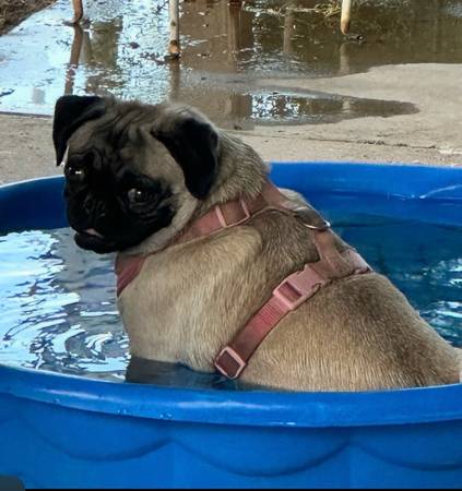 i Lost pug in South Phoenix 1