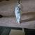 Scottish Fold 1 thumbnail