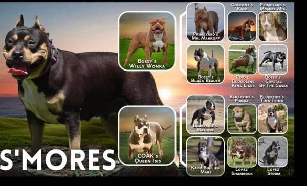 Bully macho UKC Xl (LAKEWOOD)63697527241985123
