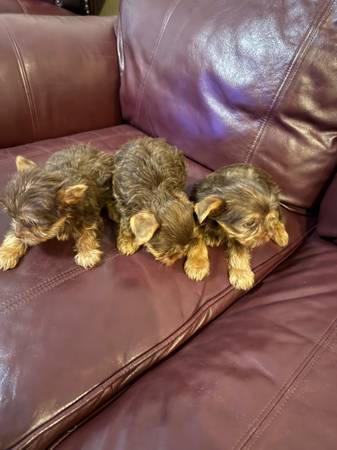 Yorkshire (Murfreesboro tn)63924866075011122