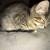 Free Kittens 1 thumbnail