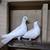 Beautiful White Pigeons 2 thumbnail