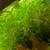 Aquatic Plants 1 thumbnail