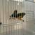 Lady Gouldian Finch Pair 4 thumbnail