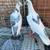 2 Homing pigeons 1 thumbnail