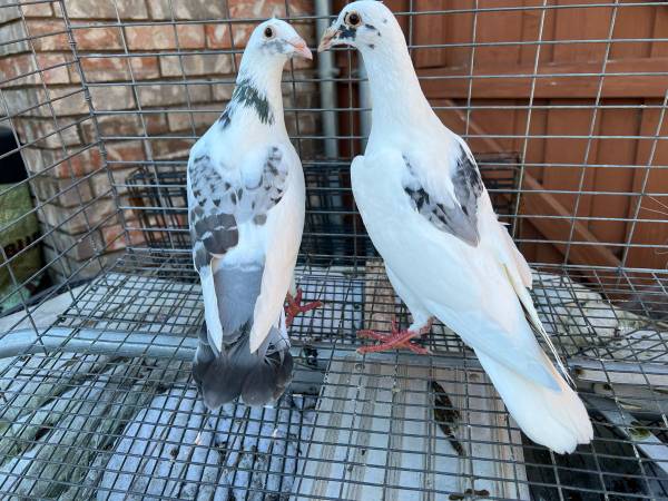 2 Homing pigeons 1
