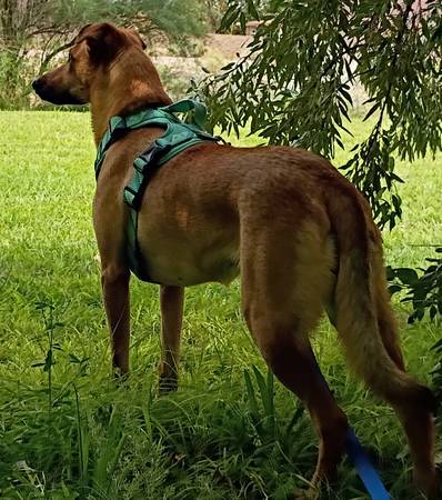Perro perdido 8/17 estacionamiento de Walmart Perro cantor de Carolina alto color canela elegante (Rio Rancho)63625176154241122