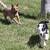 Livestock pup 5 thumbnail
