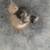 Beautiful Short Haired Domectic Kittens 7 thumbnail
