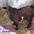Fainting Goat Kids 3 thumbnail