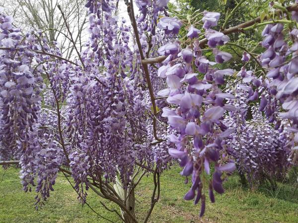 Awesome Plants/large house tree's &Pine tree's 1