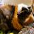 Silkie mix baby guinea pigs & Abyssinian male looking for loving home! 6 thumbnail