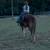 Gentle Beginner Gelding 11 thumbnail