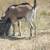 alpine goat 1 thumbnail