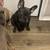 Rehoming frenchie 1 thumbnail