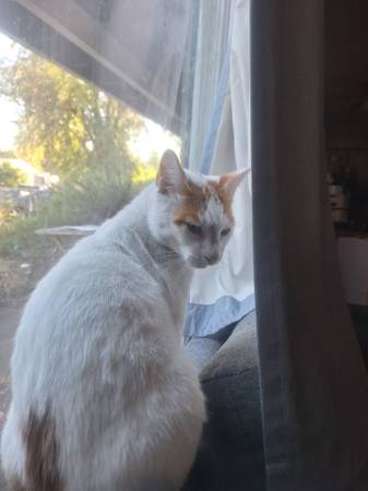Found Cat - Jupiter (Lents, Portland)63842530846979120