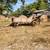 Manure spreader horse drawn antique 3 thumbnail