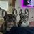 💙🐾 Rehoming French Bulldogs 🐾💗 1 thumbnail